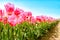 Vibrant fields of colorful tulips carpet. Skagit valley tulip festival