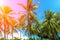 Vibrant filter on coco palm trees. Tropical landscape with palms.