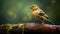 Vibrant Finch On Wood Branch: Captivating Wildlife Photography