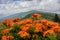 Vibrant Flame Azalea