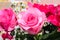 Vibrant Floral Background of Roses