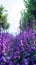 Vibrant floral scene Beautiful garden featuring captivating purple blossoms