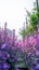 Vibrant floral scene Beautiful garden featuring captivating purple blossoms