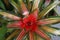 Vibrant flower of a bromeliad- tropical flower red color