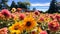 Vibrant Flower Fields: A Joyful And Optimistic Park Experience