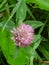 Vibrant flower after rain