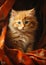 Vibrant Fluff: A Delicate Closeup of an Adorable Orange Kitten o