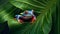 Vibrant Fox Photo Of A Tropical Treefrog On Large Format Film