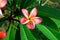 Vibrant Frangipani Pink and Yellow Flowers