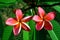 Vibrant Frangipani Pink and Yellow Flowers