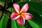 Vibrant Frangipani Pink and Yellow Flowers