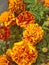 Vibrant French Marigold flowers in orange with red details