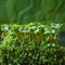 Vibrant freshness Microgreens showcased against a lively green backdrop