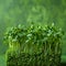 Vibrant freshness Microgreens showcased against a lively green backdrop