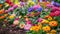 Vibrant Garden Blooms: Colorful Spring Flowers in Full Blossom