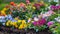 Vibrant Garden Flowers in Full Bloom with Colorful Petals