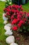 Vibrant garden with red blossoms and lush foliage