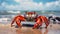 Vibrant Gemstone Crab On Sandy Beach - Stunning 8k Photography