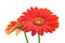 Vibrant Gerbera Daisy