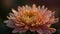 Vibrant gerbera daisy in autumn sunlight pattern generated by AI