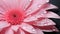 Vibrant gerbera daisy blossom reflects beauty in nature wetness generated by AI