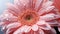 Vibrant gerbera daisy blossom, wet with dew, in nature beauty generated by AI