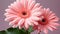 Vibrant gerbera daisy blossoms in a wet meadow, showcasing nature beauty generated by AI