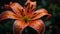 Vibrant gerbera daisy bouquet, wet with dew generated by AI