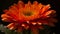 Vibrant gerbera daisy, macro focus on single flower petal generated by AI