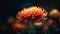 Vibrant gerbera daisy, nature colorful decoration generated by AI