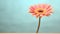 Vibrant gerbera daisy, a symbol of love and fragility generated by AI