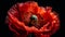 Vibrant gerbera daisy, wet with dew, on black background shines generated by AI