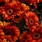 Vibrant gerbera flower with its petals in full bloom, adding a touch of beauty to the garden scenery