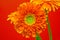 Vibrant Gerbera Flowers