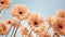 Vibrant Gerbera Flowers In Stunning Hyper-detailed Renderings