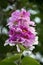 Vibrant giant crepe-myrtle against a blurry green background. Lagerstroemia speciosa.