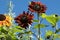 Vibrant Giant Red Sunflowers with Bright Green Leaves.