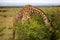 Vibrant giraffe with a long neck grazing amongst lush green foliage in a savannah setting