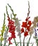 Vibrant gladiolus flowers