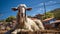 Vibrant Goat In Madagascar: A Captivating Villagecore Portrait