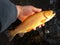 Vibrant Golden Trout