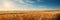 Vibrant golden wheat field on a sunny summer day, perfect for a picturesque farm background