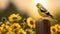 Vibrant Goldfinch Perched On Sunflower-adorned Wooden Fence