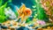 Vibrant goldfish swimming in aquarium