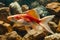 Vibrant Goldfish Swimming in Freshwater Aquarium with Natural Rocks and Sunlight Reflections