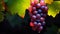 Vibrant Grapes On Vine: A Captivating Photo Of Dark Crimson And Dark Blue Gradients