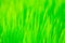 Vibrant grass background