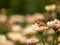Vibrant Grasshopper Amidst Colorful Chrysanthemum Bloom in Garden