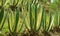 Vibrant green Agave plants growing on the hillside garden in Chachapoyas, Amazonas region of Peru