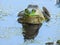 Vibrant Green Bullfrog Sitting in Water with Algae Water